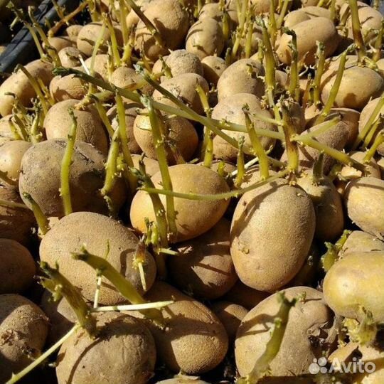 Семенной картофель