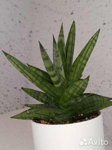 Сансевиерия Инти