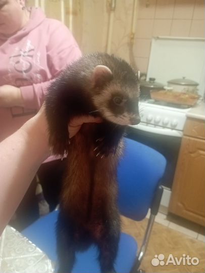 Домашний хорек