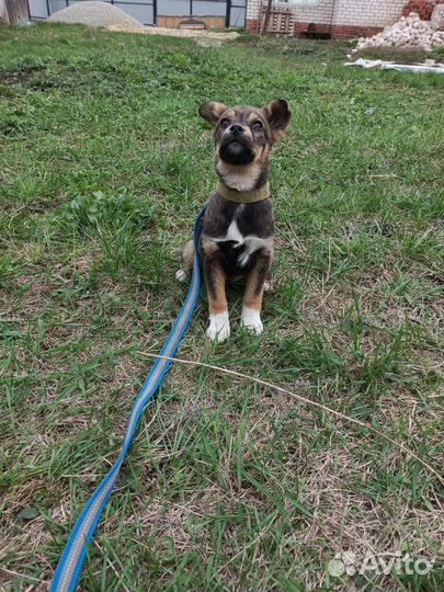 Собаки бесплатно