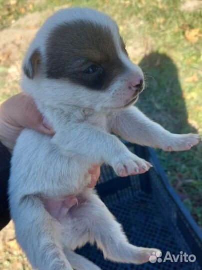 Щенки бесплатно смесь джек рассела и дворняги