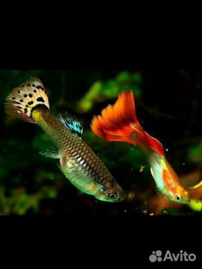 Аквариумные рыбки гуппи