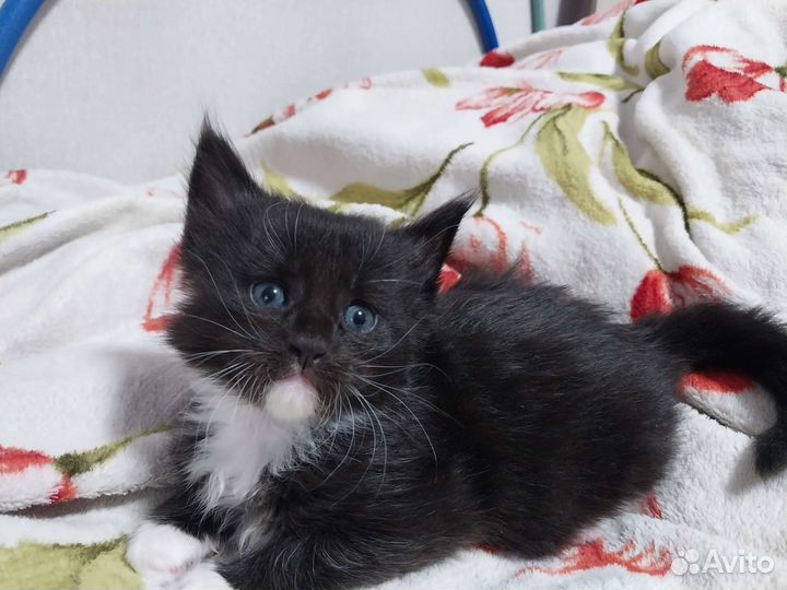 Кошки мейн-кун