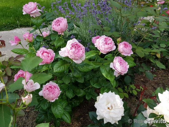 Роза шраб Элоди Госсини