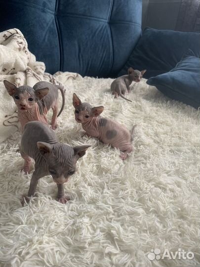 Канадский сфинкс котенок