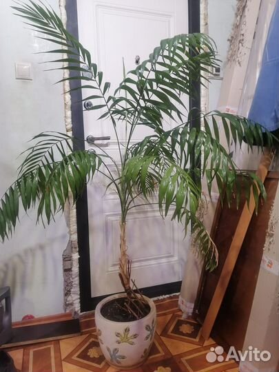 Комнатные растения