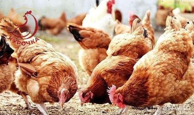 Зерно, овес, ячмень, пшеница