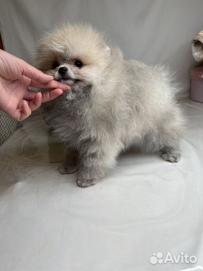 Шпиц померанский щенки