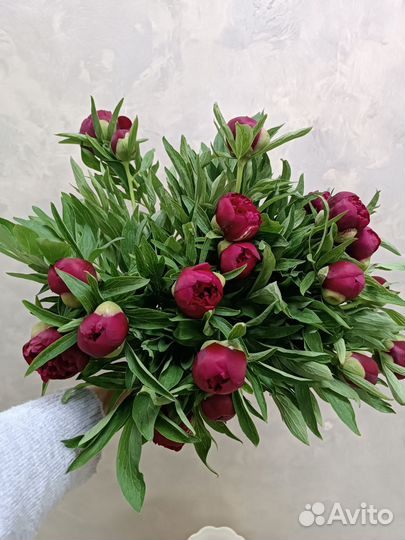 Пионы - Букеты с доставкой