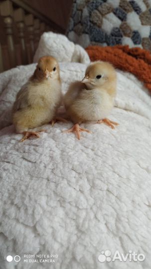 Цыплята леггорна парцеляновый
