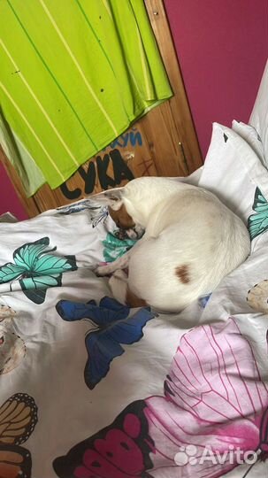 Чихуахуа девочка