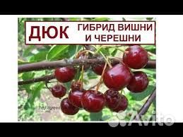 Шоколадница черевишня