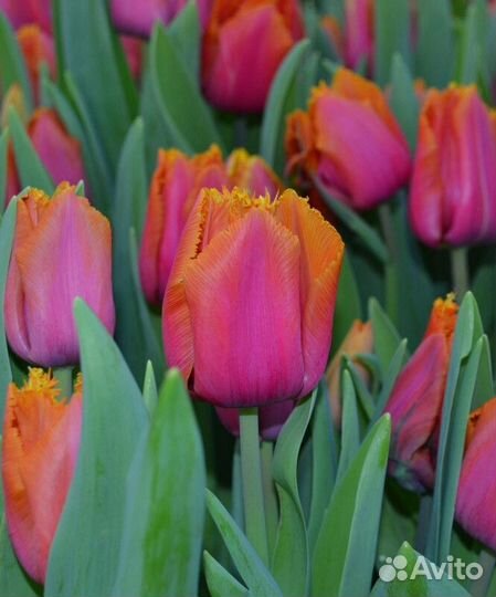 Тюльпаны (Луковицы )