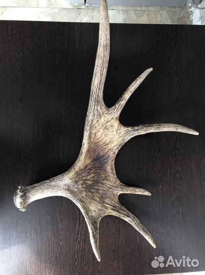 Лосиные рога