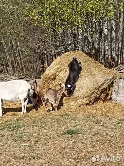 Коза альпийская нубийская