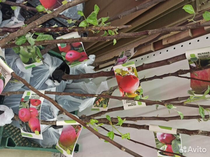 Саженцы яблони и груши