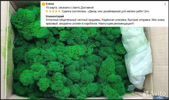 Стабилизированный мох для декора стен и помещений