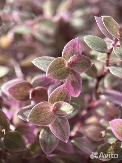 Каллизия розовая пантера