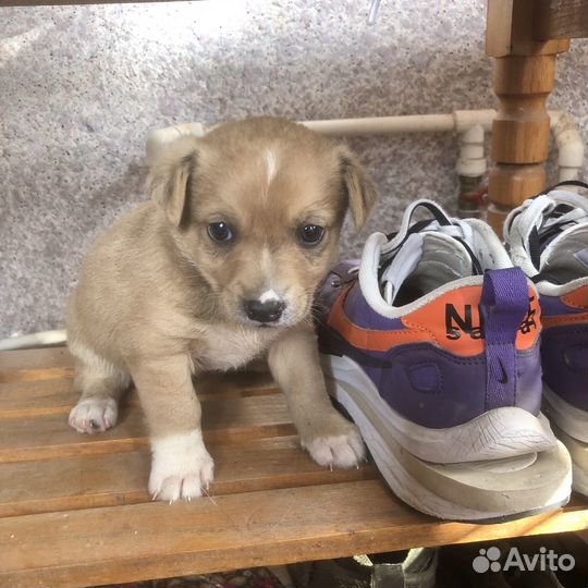 Щеночки в добрые руки