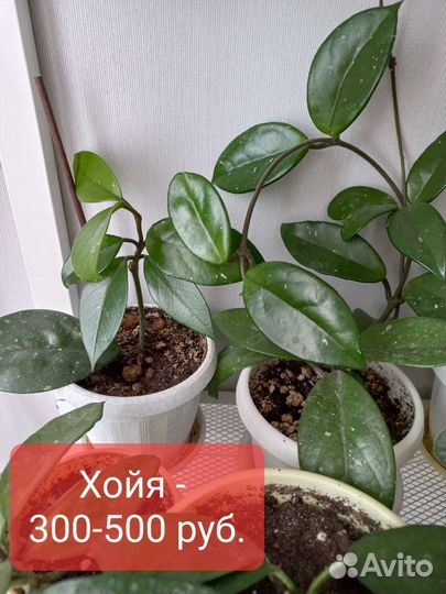 Каланхоэ, сансевиерия, толстянка, хойя