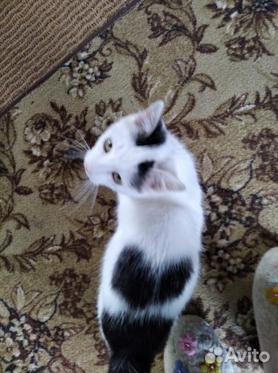 Котик в добрые руки