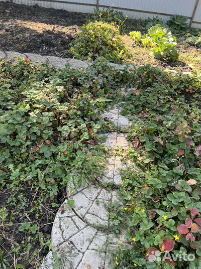 Отдам много клубники