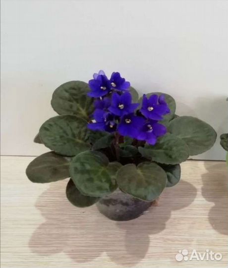 Фиалки сортовые