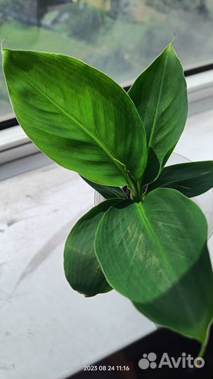 Банан сорт киевский карлик