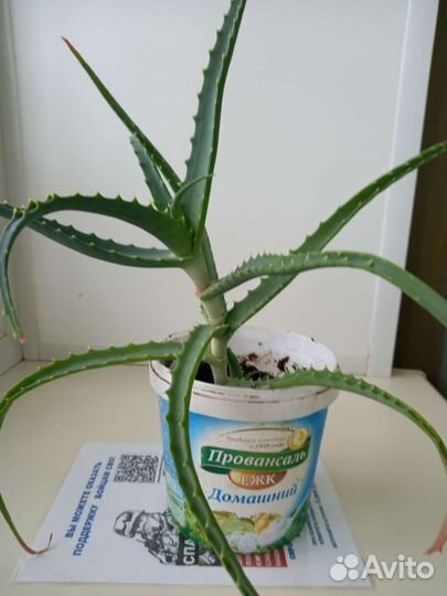 Алоэ (столетник)