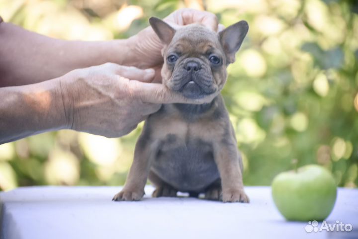 Щенки французского бульдога