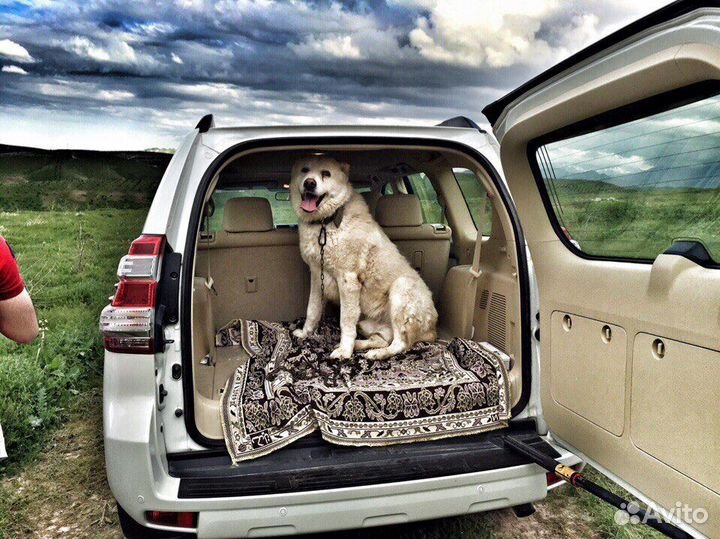 Зоопсихолог. Кинолог. Дрессировка собак.Передержка