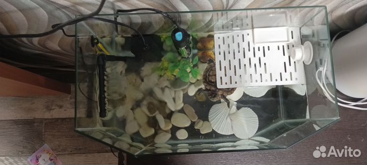 Красноухая черепаха с аквариумом