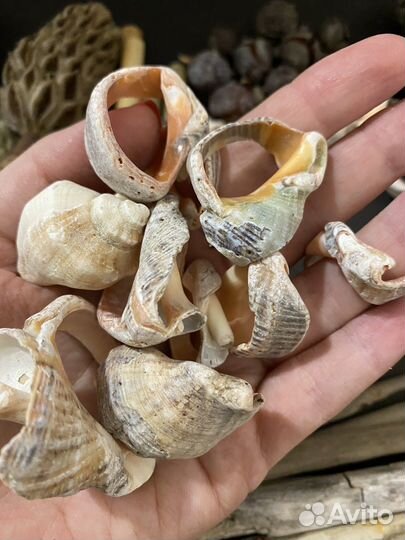 009 - шишки, ракушки, бамбук набор