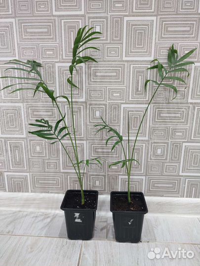 Хамедорея элеганс