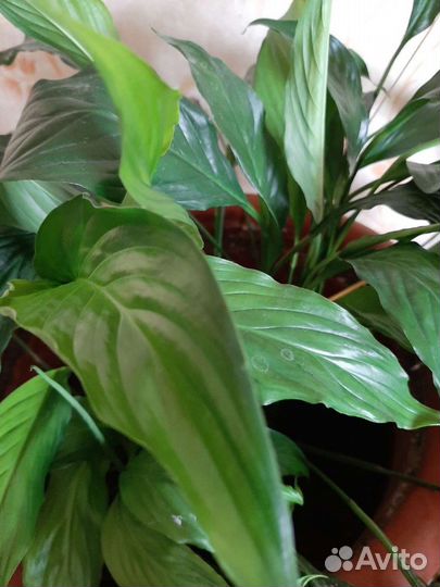 Спатифиллум (женское счастье)