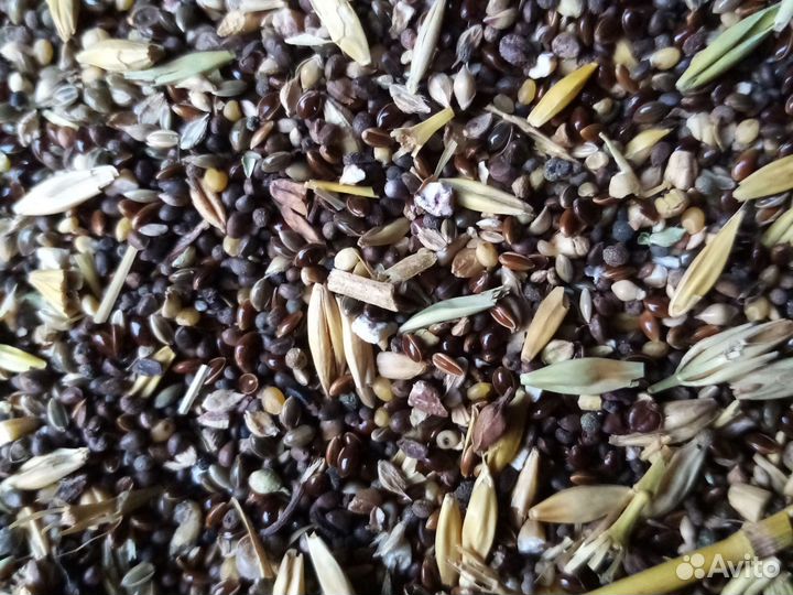 Ячмень, Рапс35 протеина, Зерно смесь