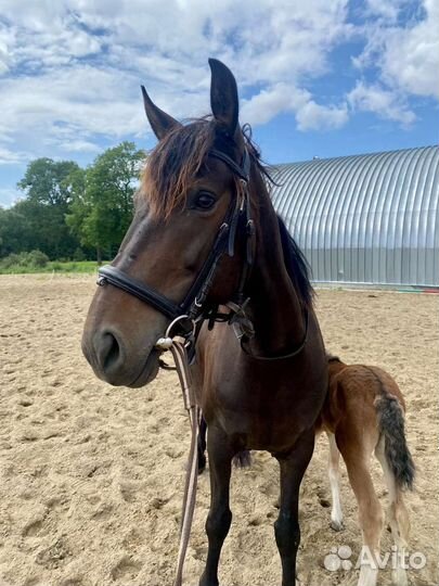 Лошадь кобыла