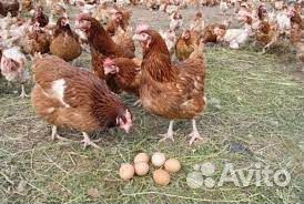 Куры несушки годовалые