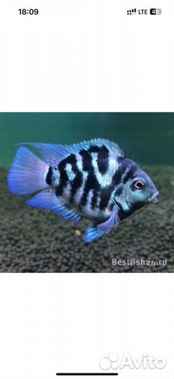 Аквариумные рыбки цихлиды