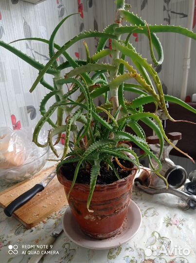 Комнатные цветы алоэ