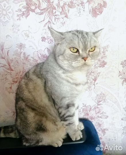 Британский Кот