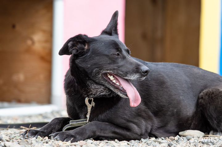 Собака Блэр