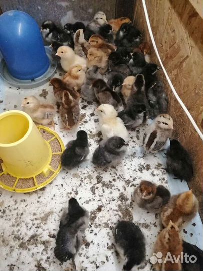 Инкубационное яйцо