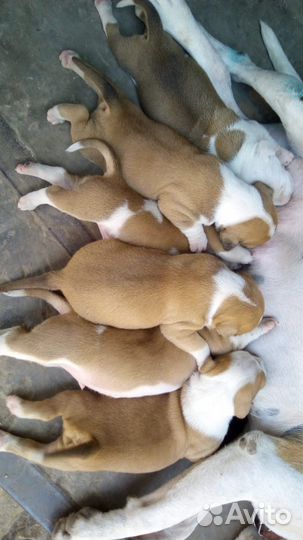 Американский стаф терьер щенки
