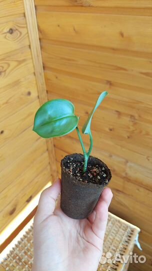 Сциндапсус мунлайт, сциндапсус неон