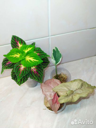 Сингониум, сциндапсус