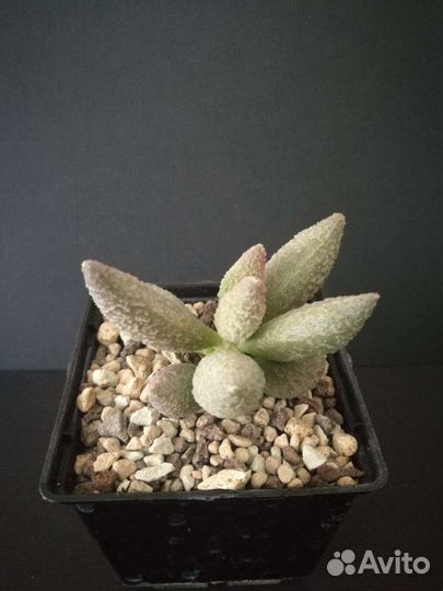 Адромискус, суккуленты