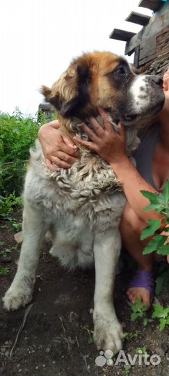 Щенки сенбернара