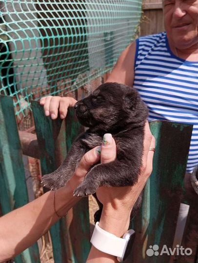 Щенки восточной овчарки