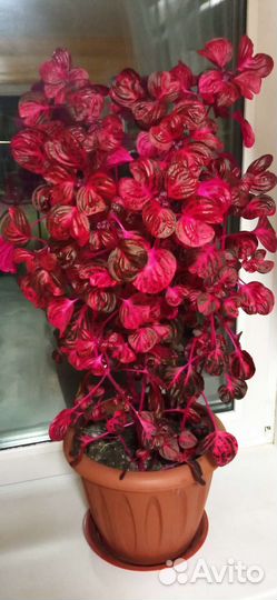 Ирезине Хербста